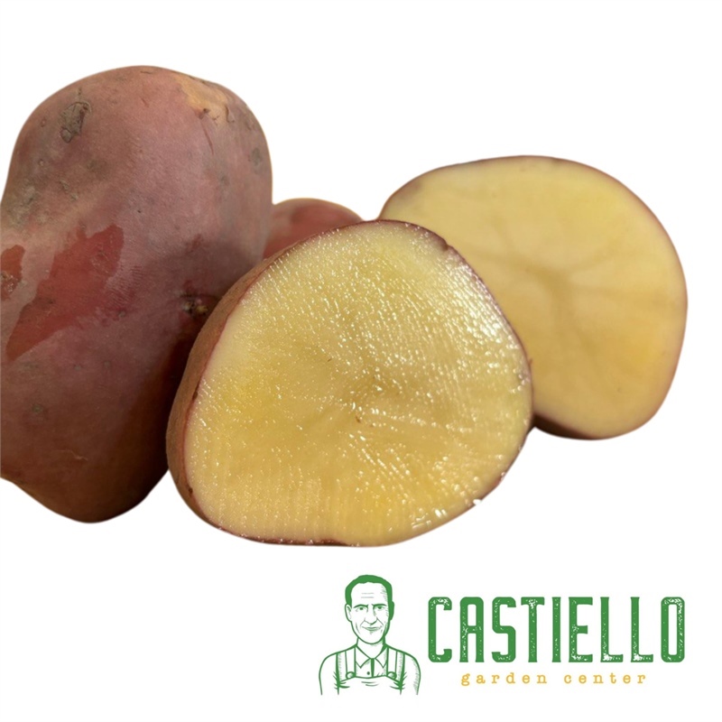 Patate da seme Desiree buccia rossa pasta gialla