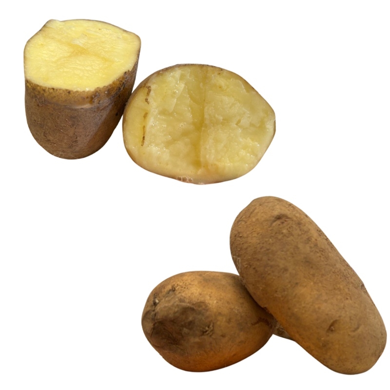 Patate da seme Spunta pasta gialla