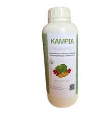 kampia 1