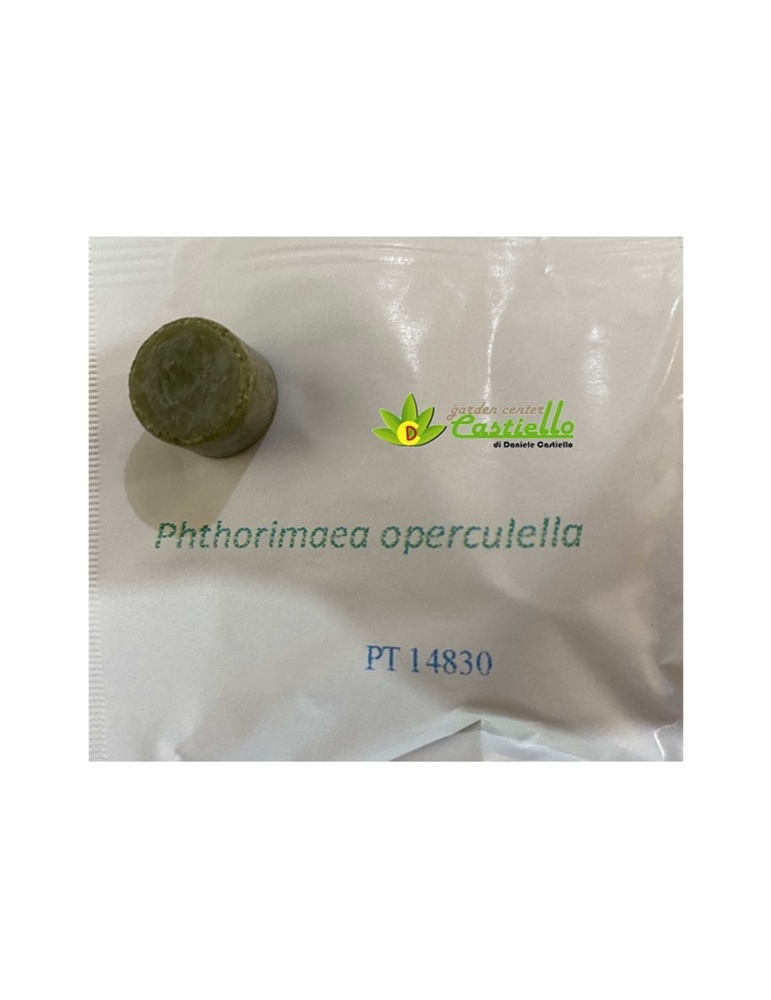 Erogatore Phthorimaea operculella tignola delle patate
