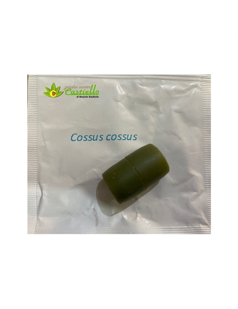 Erogatore Cossus Cossus feromone sessuale