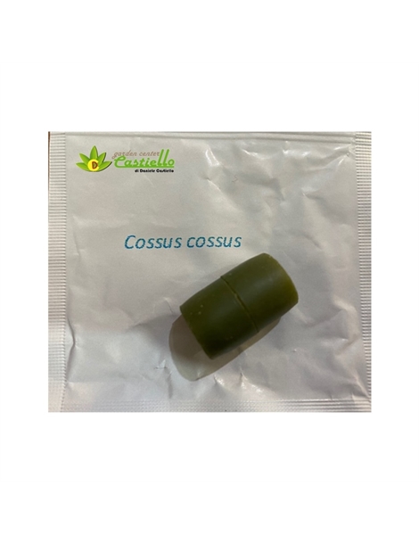 cossus-rodilegno-rosso-erogatore-formoni-
