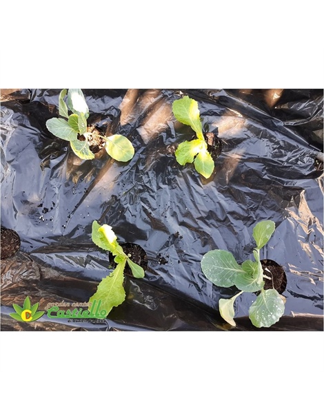 Plastica nera per pacciamatura doppio foro sfalzato cm 30