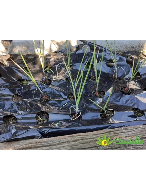 Plastica nera per pacciamatura 6 fori cm 13x13 cipolle e verdure