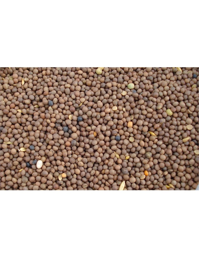 Veccia comune Marianna Bio Padana Sementi