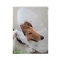 Collare elisabetta antileccamento cm35 diam.21/55cm