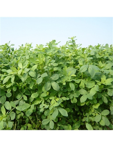 Erba medica Alfa-Alfa var. Frigos GR da kg10