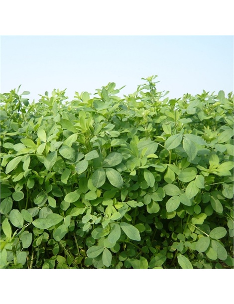 Erba medica Alfa-Alfa var. Frigos GR da kg10