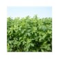 Erba medica Alfa-Alfa var. Frigos GR da kg10