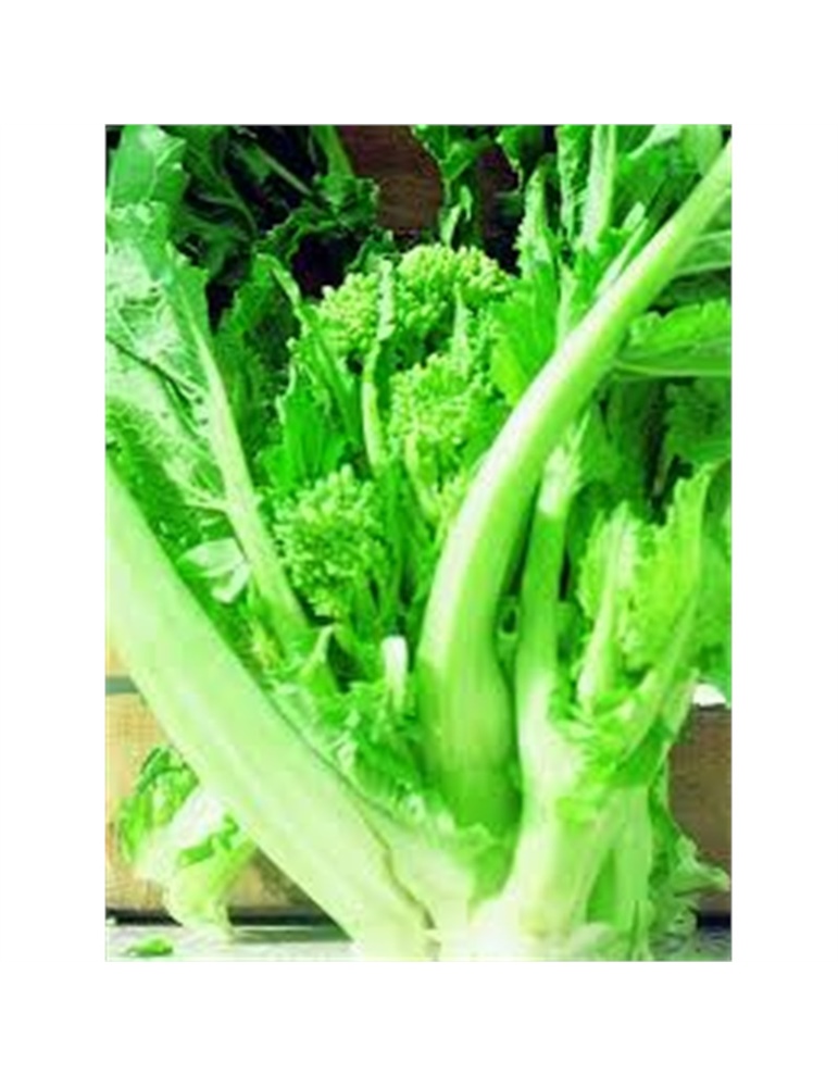 Rapa leccesse broccoletti gr 500