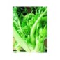 Rapa leccesse broccoletti gr 500