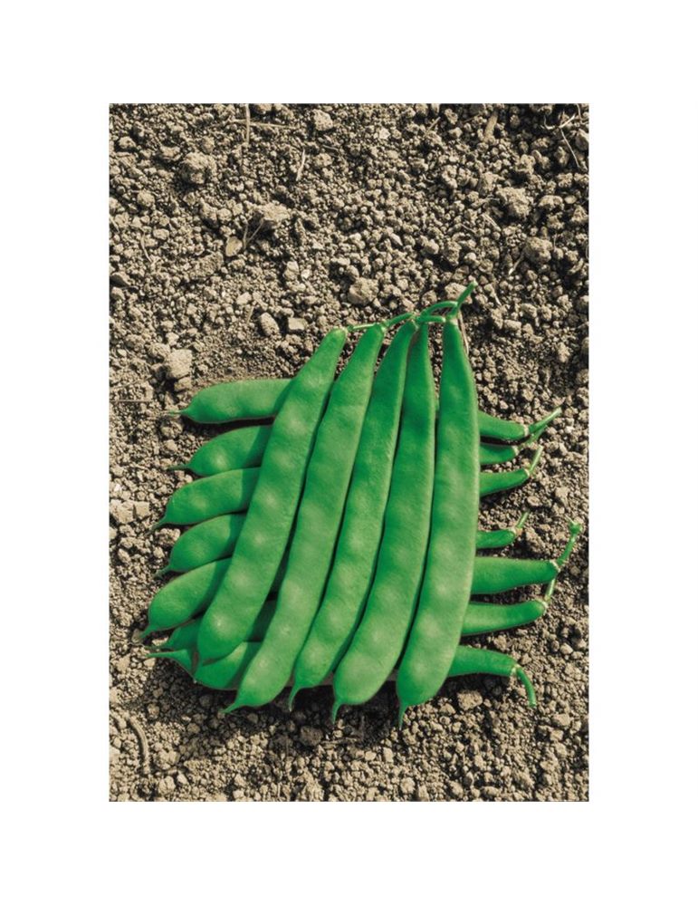 Fagiolo romano bush nano gr 250 SAIS