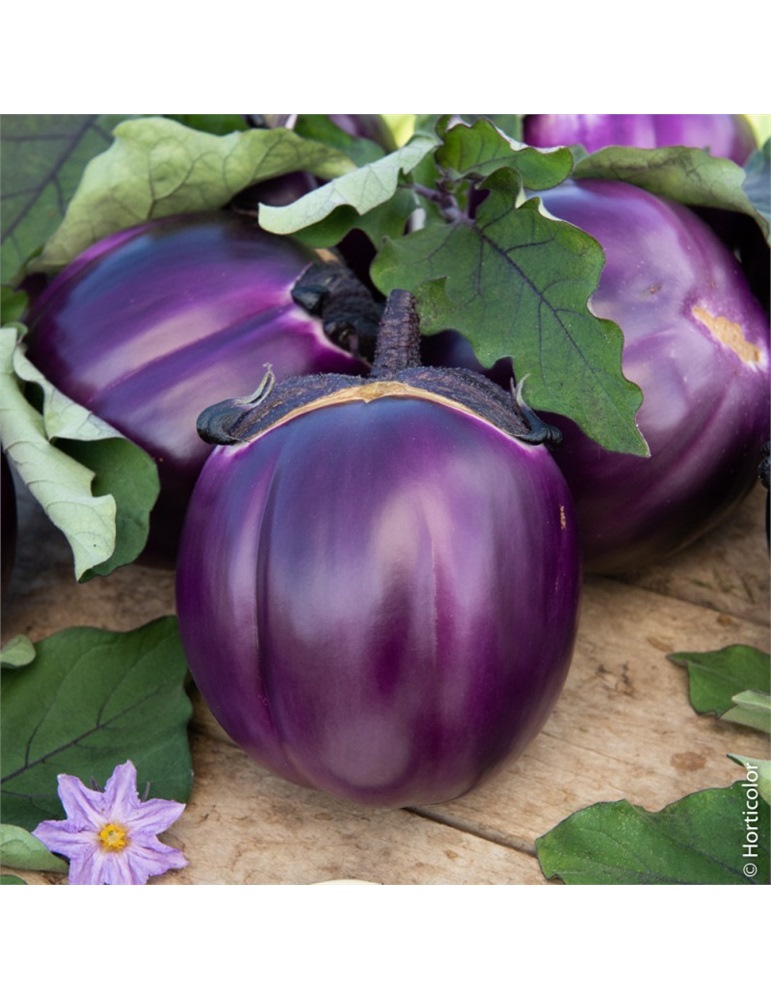 Melenzana violetta di firenze busta piccola hortus gr.2 Melenzana violetta di firenze busta piccola hortus gr.2