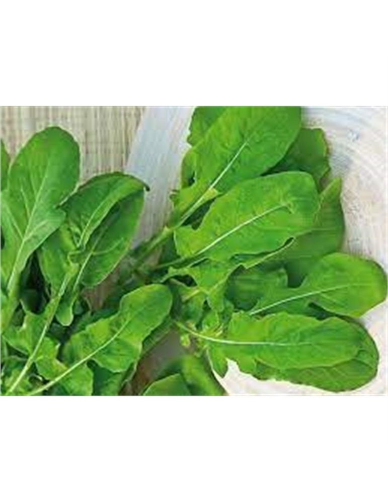 Rucola coltivata busta piccola hortus gr 10