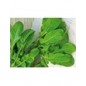 Rucola coltivata busta piccola hortus gr 10