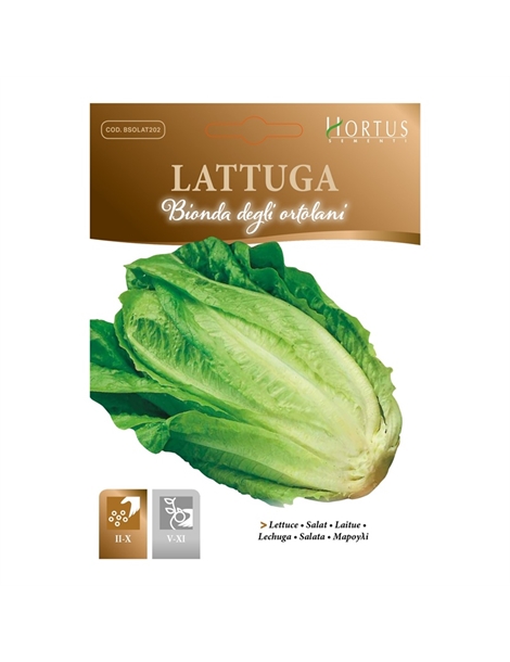 lattuga