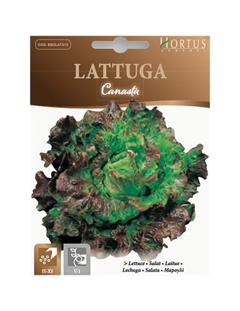 lattuga-canasta