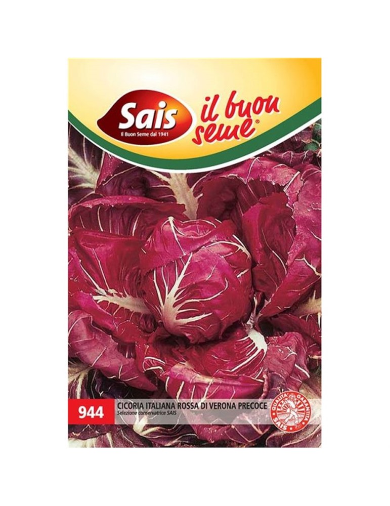 Cicoria italiana rossa di verona precoce Cicoria italiana rossa di verona precoce