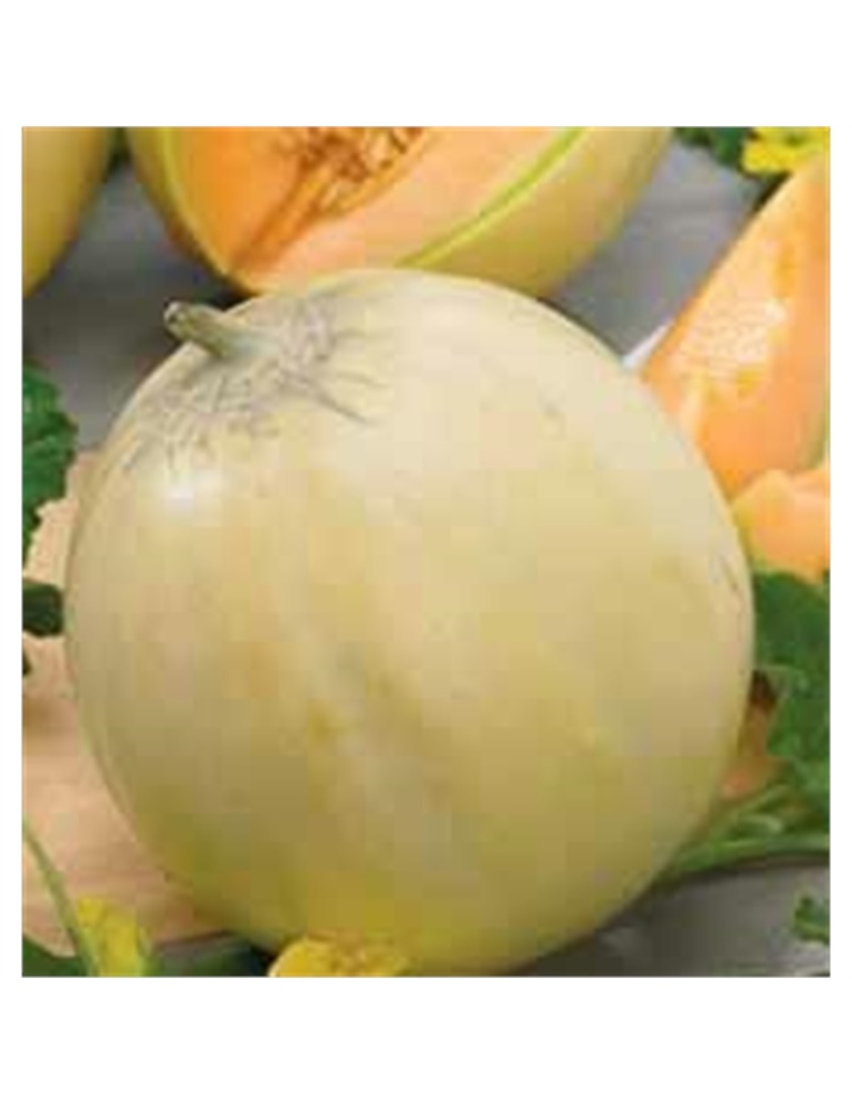Melone cantalupo di charentais gr.10 ZORZI