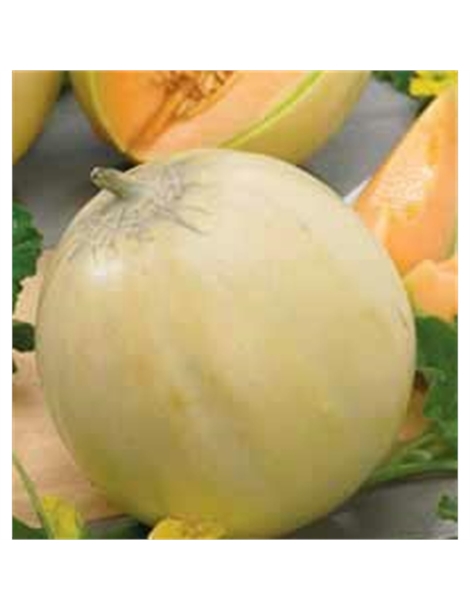 MELONE CANTA