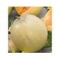 Melone cantalupo di charentais gr.10 ZORZI