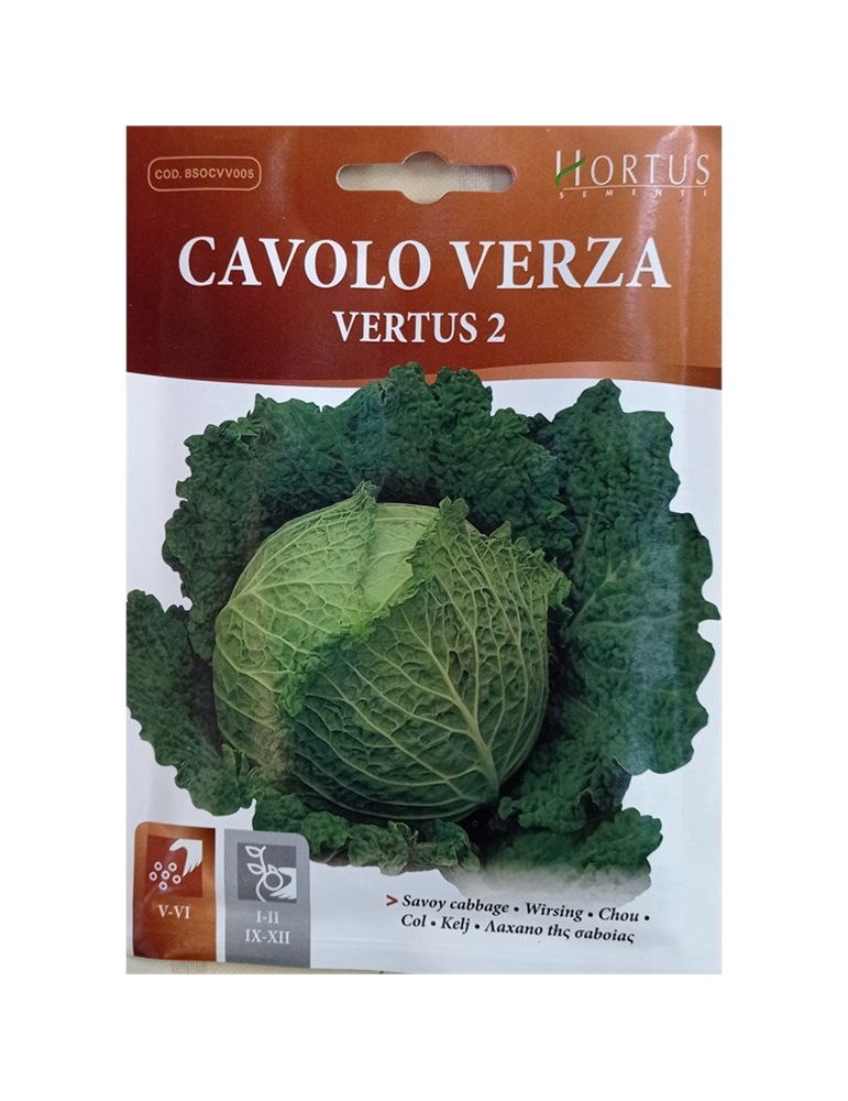 Cavolo verza vertus 2 busta piccola hortus gr 5