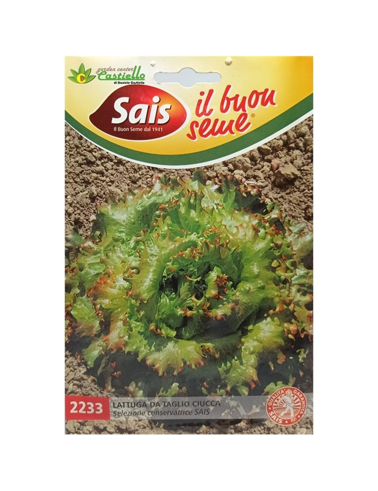 Lattuga da taglio ciucca Sais