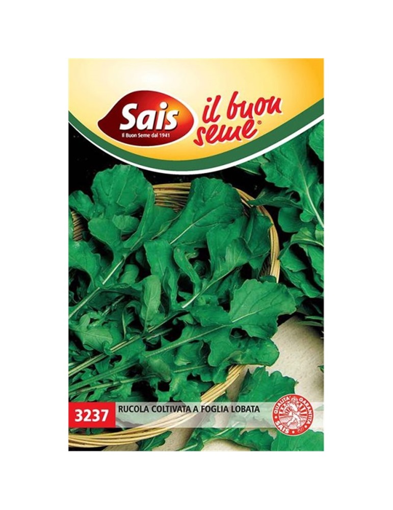 Rucola coltivata a foglia lobata