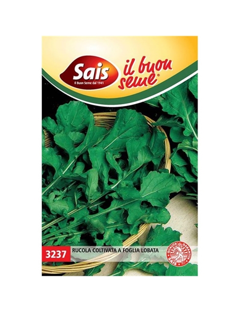 rucola lobata