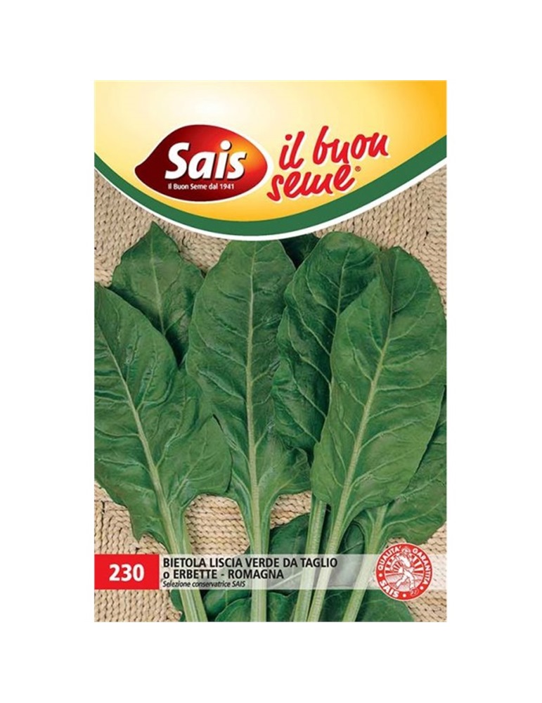 Bietola liscia verde da taglio o erbette romagna Bietola liscia verde da taglio o erbette romagna