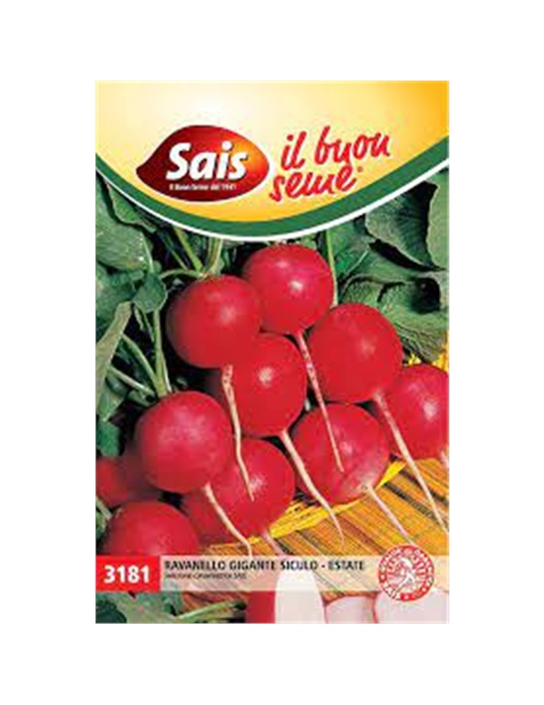 Ravanello gigante siculo estate