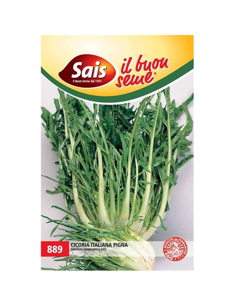 Cicoria italiana pigna sais