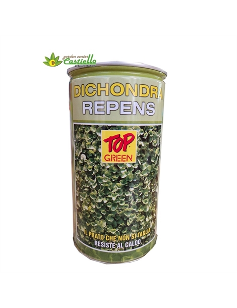 dichondra 500gr