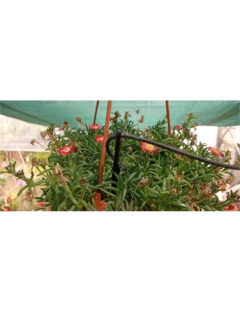 astina 2 fori chiusi per microtubo capillare irrigazione