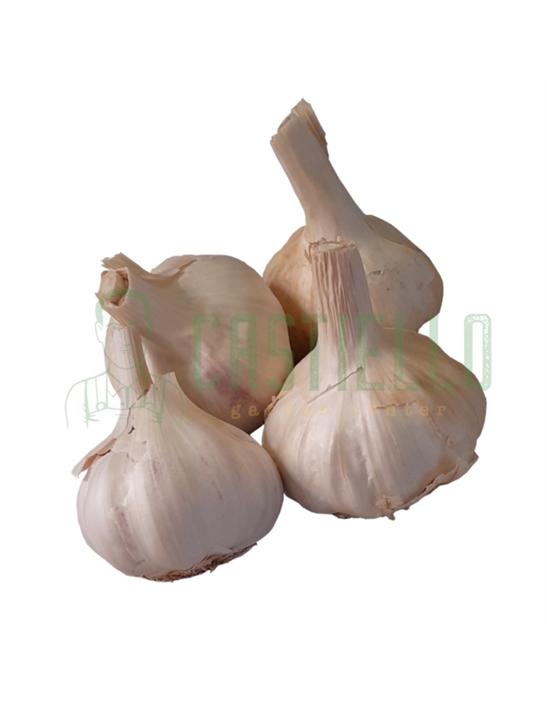 Aglio bianco da seme  50/55