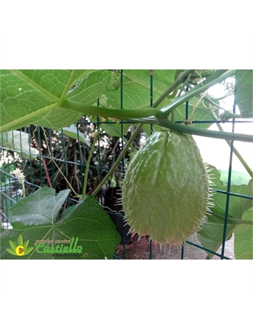 patata zucchina spinosa