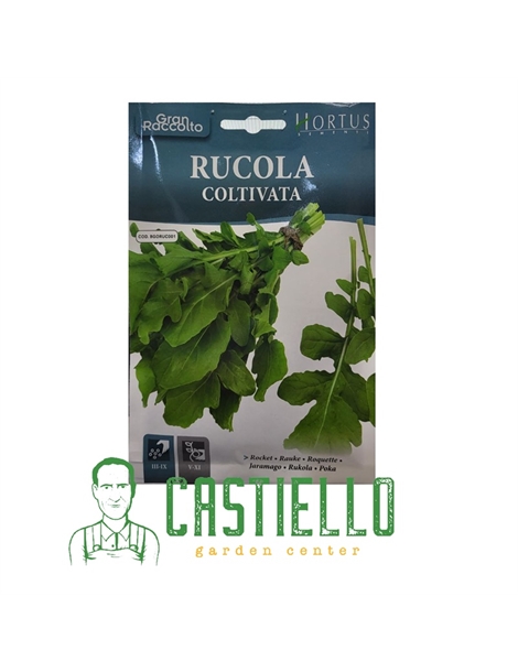 rucola coltivata
