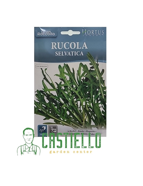 rucola selvatica