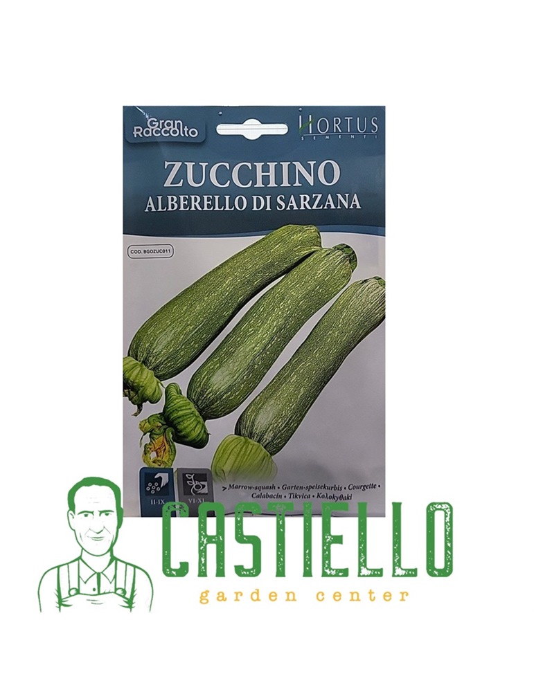 Zucchino alberello di sarzana hortus gr22