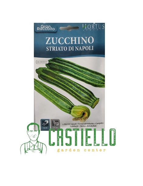 zucchino striato di napoli