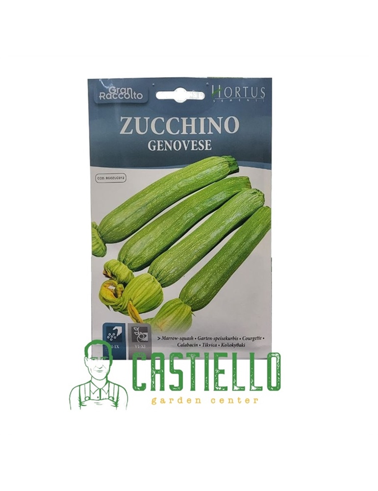 Zucchino genovese hortus gr15