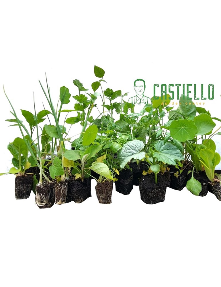 Piantine da orto e balcone estivo 42 pz. Piantine da orto e balcone estivo 42 pz.