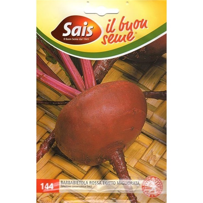 Barbabietola rossa egitto migliorata Barbabietola rossa egitto migliorata