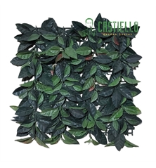 siepe verde