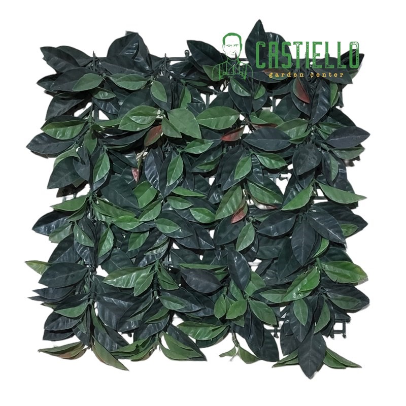 Siepe mattonella photinia bicolor cm 50x50