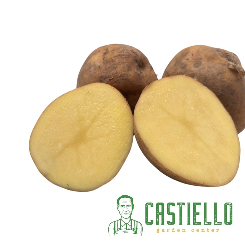 Patate da seme Jaerla Olanda pasta gialla