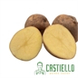 Patate da seme Jaerla Olanda pasta gialla
